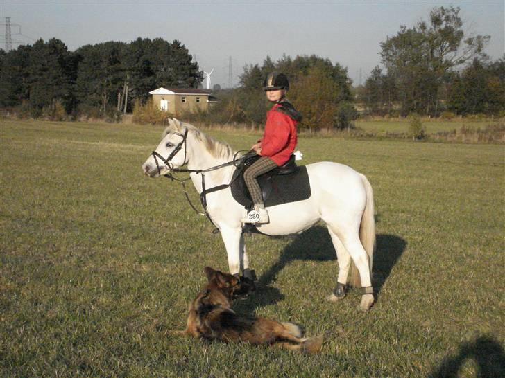 Welsh Pony (sec B) Korreborg's Gazella - Her er jeg ude på marken og det er sif min hund der ligger ned<3<3<3 billede 3