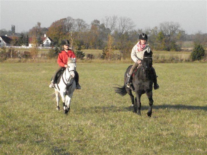 Welsh Pony (sec B) Korreborg's Gazella - Her er jeg også ude på marken med min napo og galop træne :D:D:D:D:D billede 4