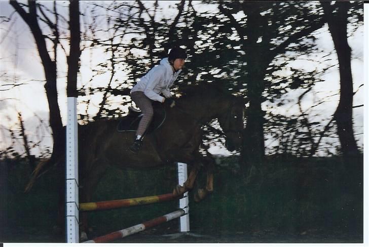 Anden særlig race Svifnick - ferie hest billede 15