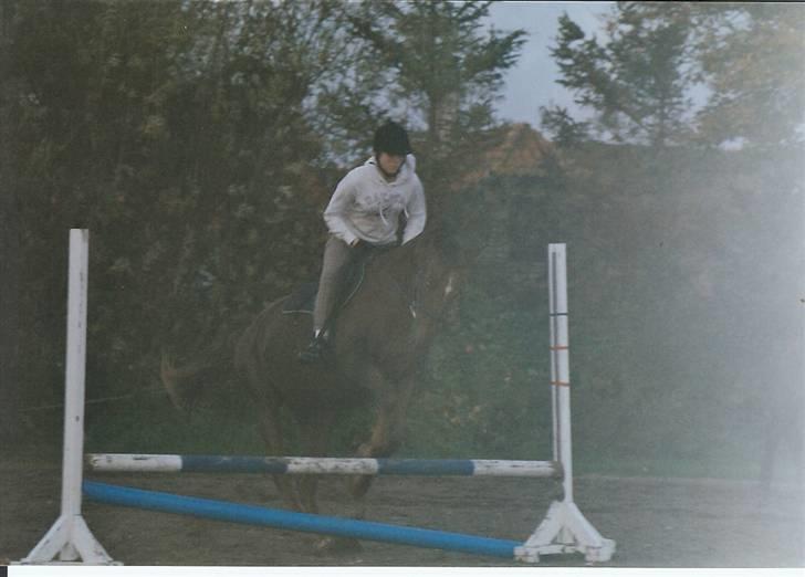 Anden særlig race Svifnick - ferie hest billede 16