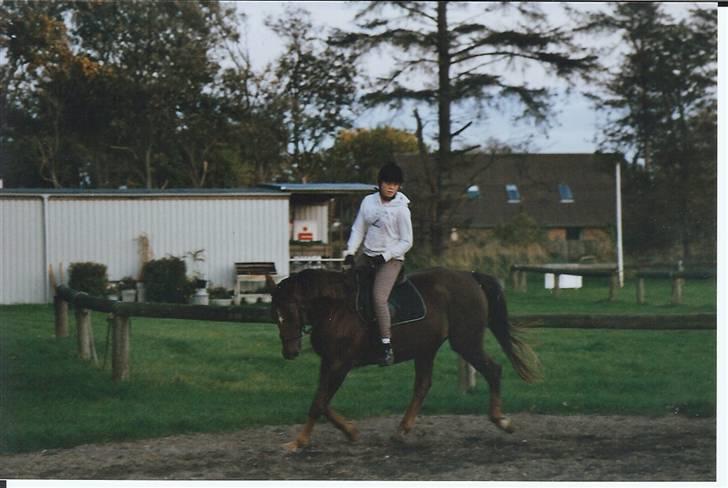 Anden særlig race Svifnick - ferie hest billede 17