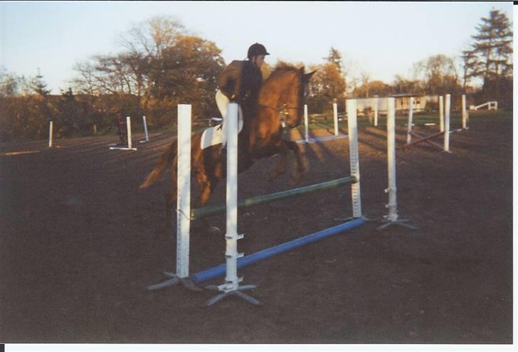 Anden særlig race Svifnick - ferie hest billede 18