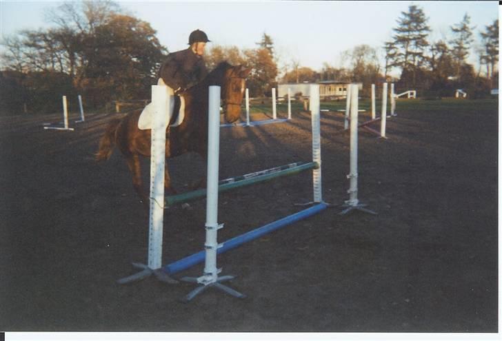 Anden særlig race Svifnick - ferie hest billede 19