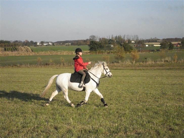 Welsh Pony (sec B) Korreborg's Gazella - Her traver jeg på gis, mens jeg skal tegne og fortælle - god hun er sød<3<3<3 billede 5