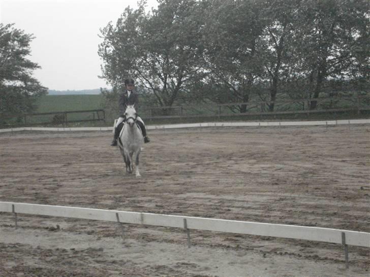 Welsh Mountain (sec A) Edelweis Rex SOLGT - Rex der er til dressur stævne<3<3<3 og her vinder vi - han er bare for god<3<3<3 billede 6