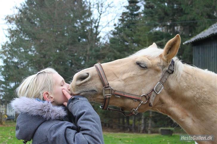 Palomino cibelle - ingen vil nogen sinde se hvor meget den hest egentlig betyder for mig. i: jeg elsker dig. <3 TRICKS : kysse, vi elsker det! *;   foto: MC billede 13