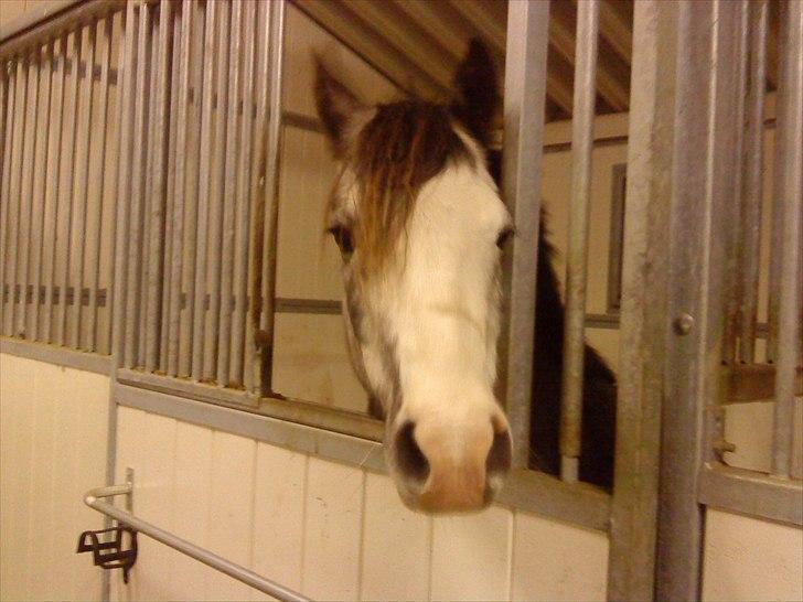 DSP Lundehuset's Helios - Den søde Bele<3<3<3 det er hans kæle navn  billede 13