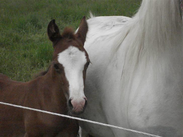 DSP Lundehuset's Helios - Den smukke Bele der er nysgerig billede 2