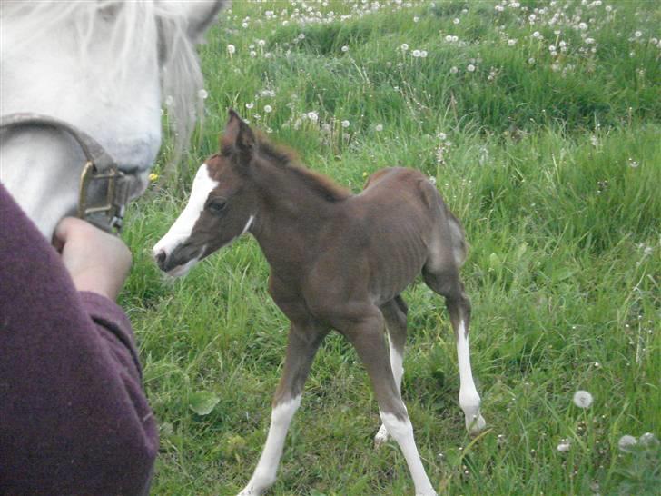 DSP Lundehuset's Helios - Bele der prøver at holde styr på benene <3<3<3 billede 3