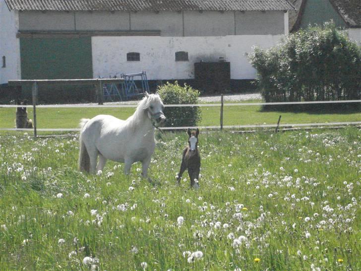 DSP Lundehuset's Helios - Belle der vil lege med mig<3<3<3<3<3:) billede 4