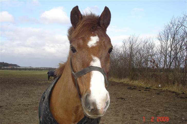 Welsh Pony (sec B) Avalon - på fold <3 billede 8