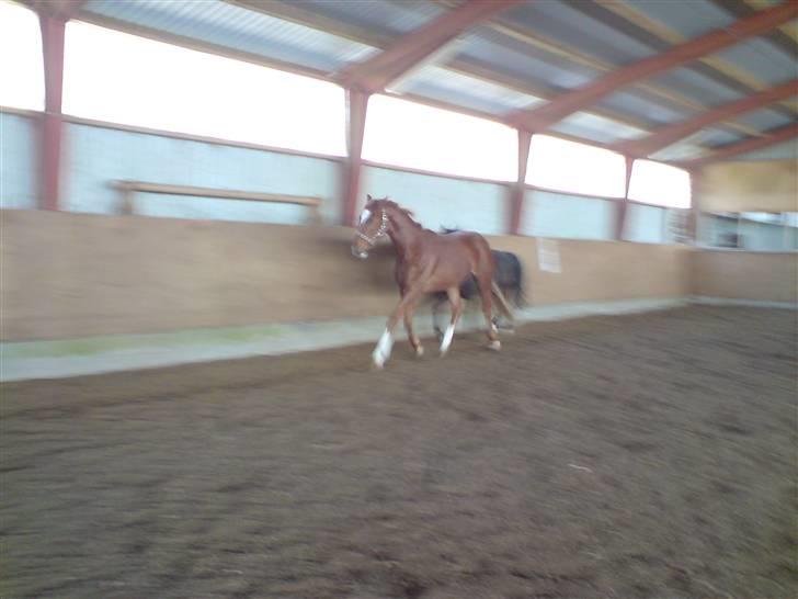 Hannoveraner Dacabri - smukke hest:) <3 billede 16