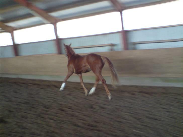 Hannoveraner Dacabri - <333 billede 17