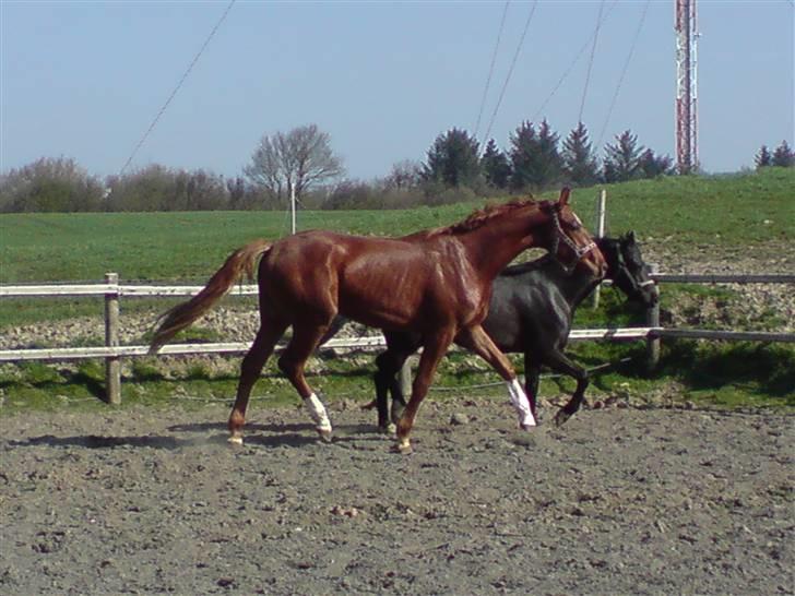 Hannoveraner Dacabri - på fold på "rideskolen"<33 billede 18