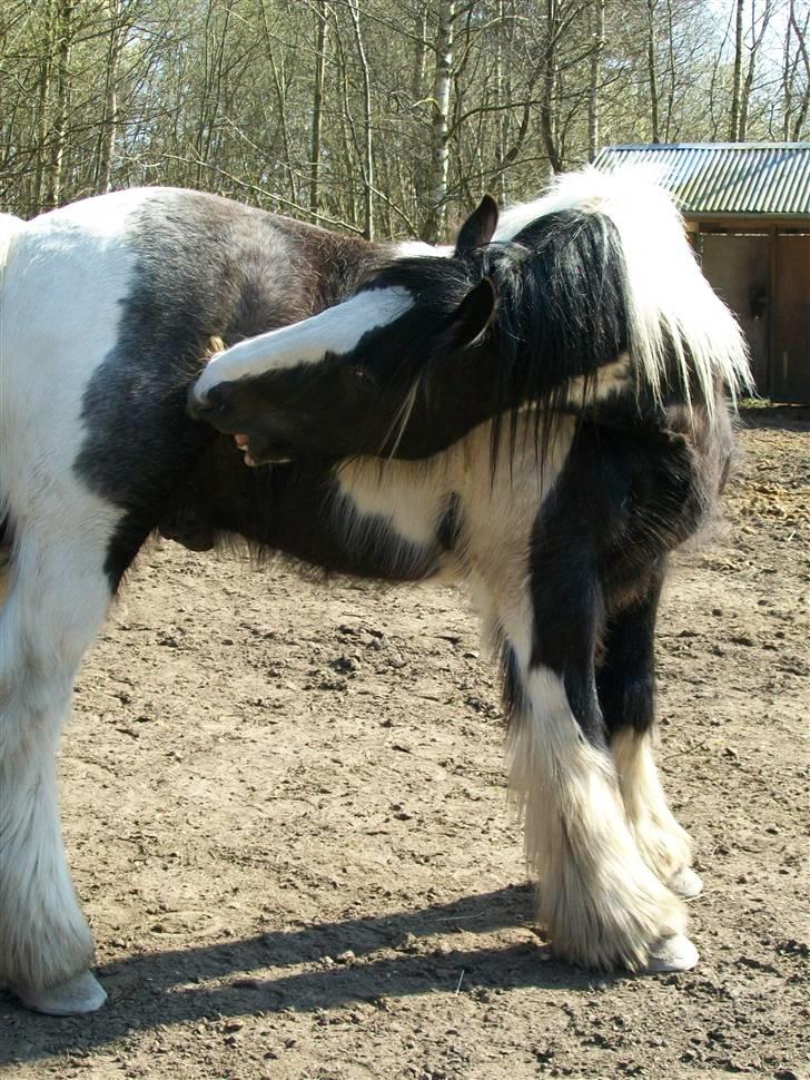 Irish Cob Jægergaardens Cassan billede 1