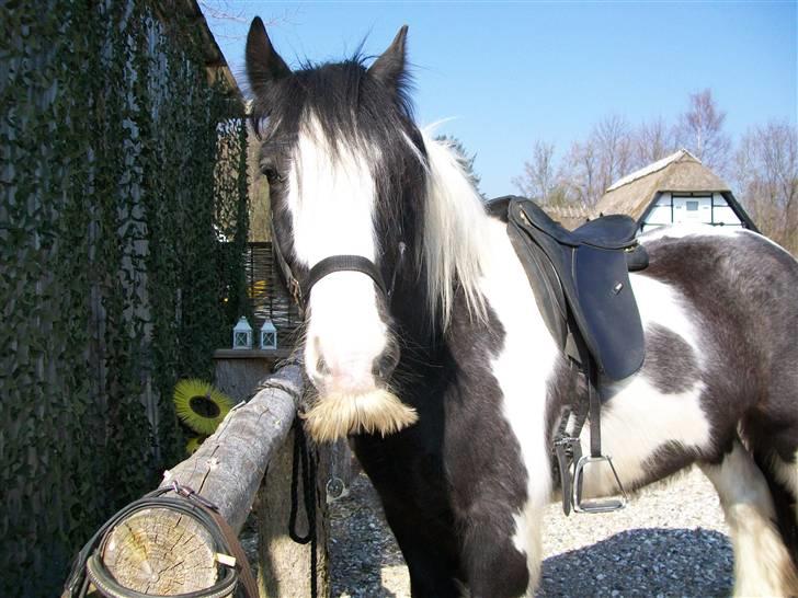 Irish Cob Jægergaardens Cassan billede 2