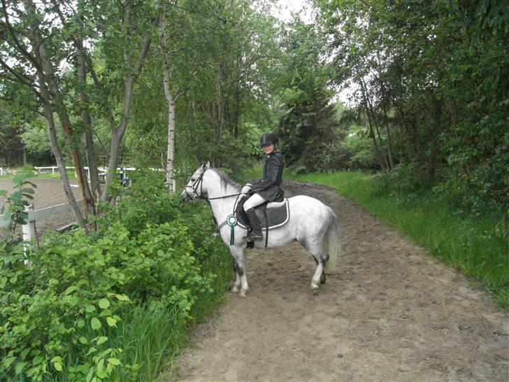 Welsh Mountain (sec A) Edelweis Rex SOLGT - rex der lige har været til præmie overrækkelse i regnvejr på NØR billede 7
