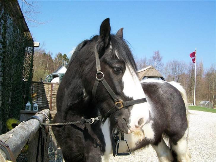 Irish Cob Jægergaardens Cassan billede 3