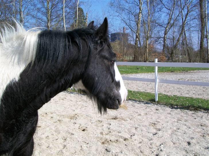 Irish Cob Jægergaardens Cassan billede 4