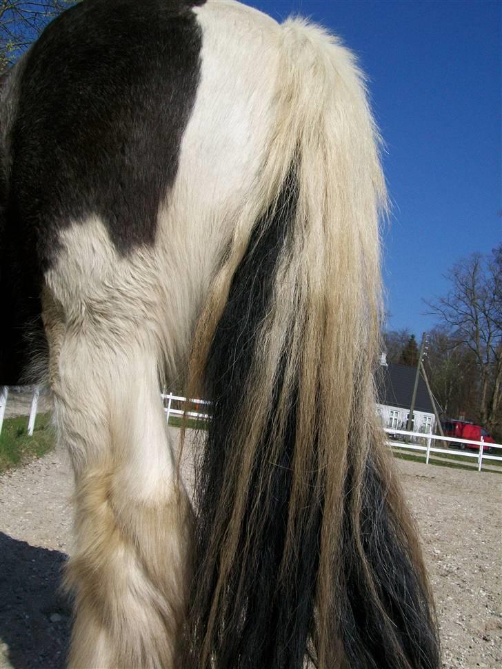 Irish Cob Jægergaardens Cassan billede 5