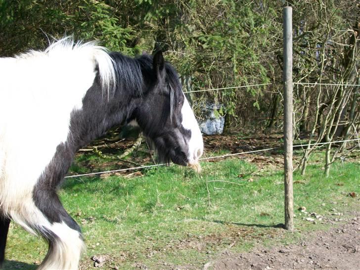 Irish Cob Jægergaardens Cassan billede 6