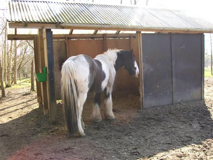 Irish Cob Jægergaardens Cassan billede 7
