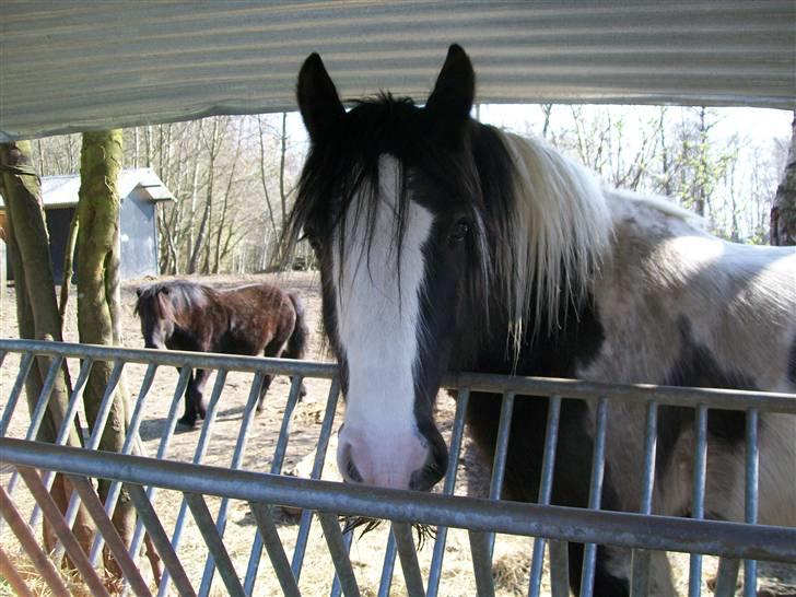 Irish Cob Jægergaardens Cassan billede 8