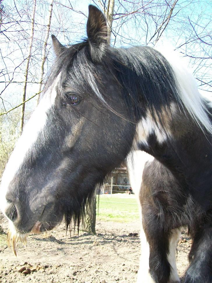 Irish Cob Jægergaardens Cassan billede 9