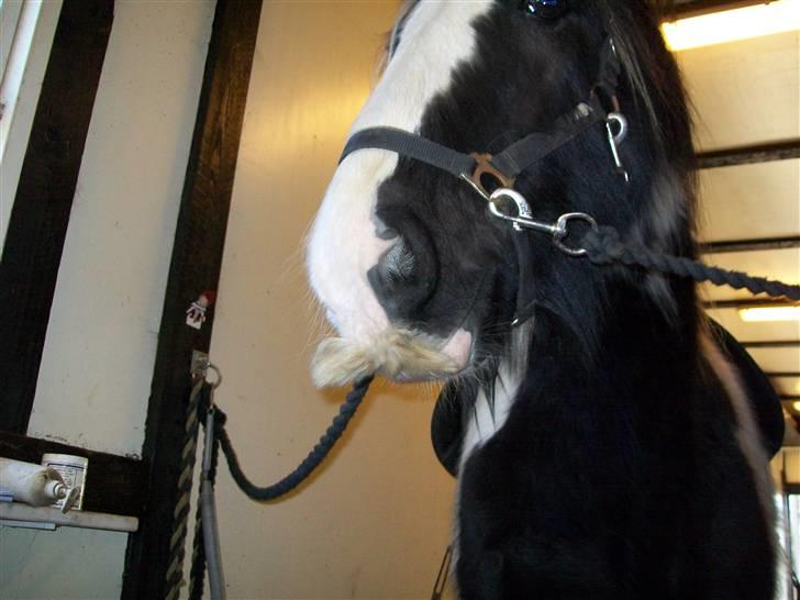 Irish Cob Jægergaardens Cassan billede 10