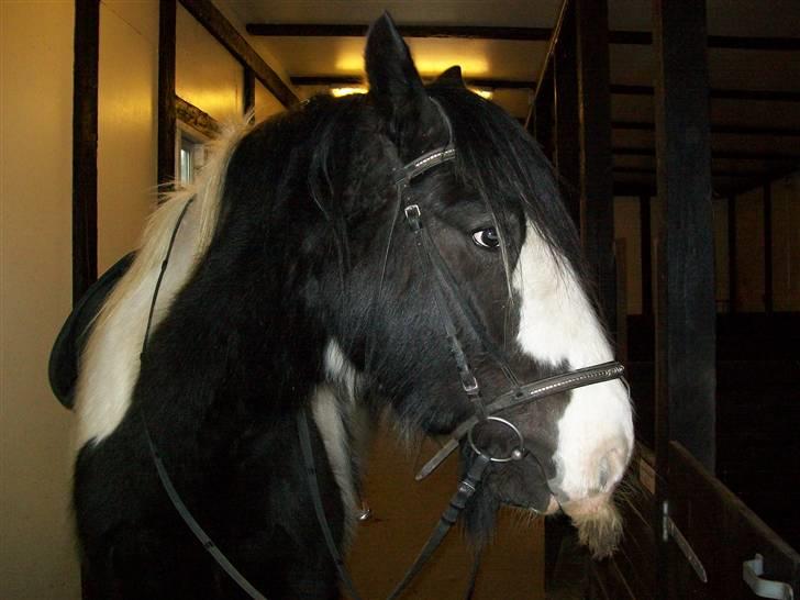 Irish Cob Jægergaardens Cassan billede 11