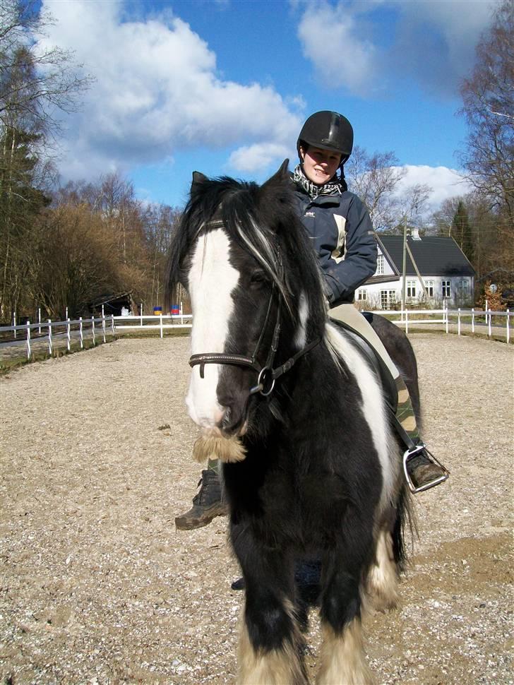 Irish Cob Jægergaardens Cassan billede 12