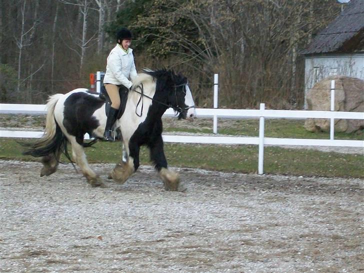 Irish Cob Jægergaardens Cassan billede 13