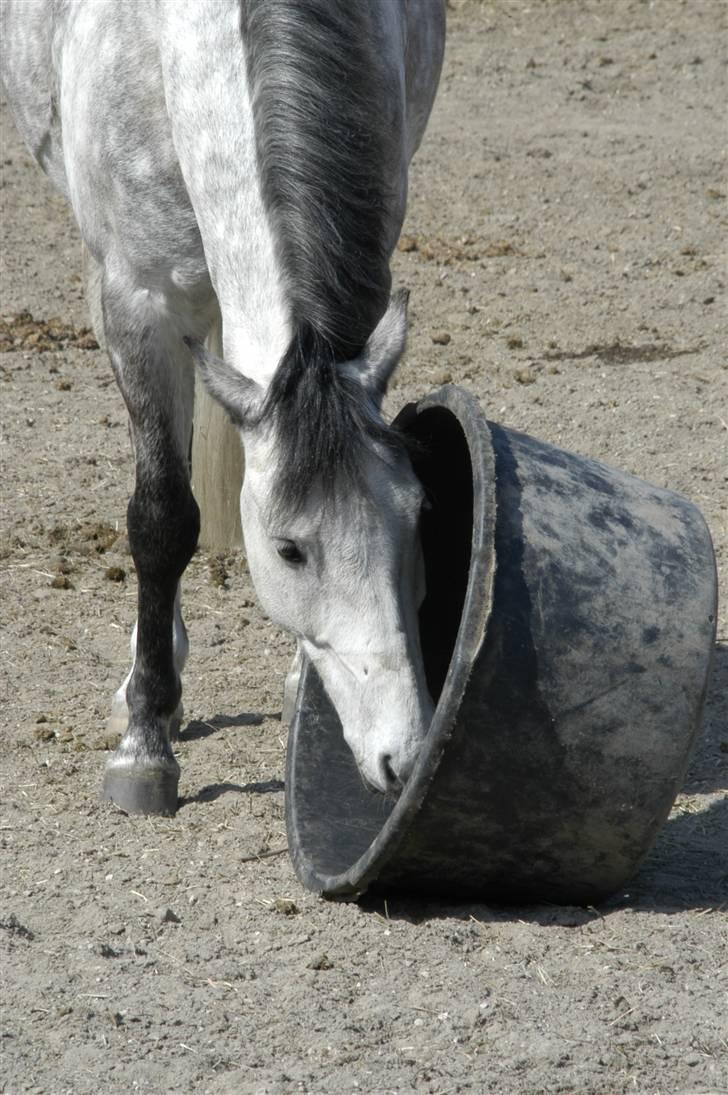 New Forest Firfod Filejs  - Haloo er der nogle ??????  billede 9