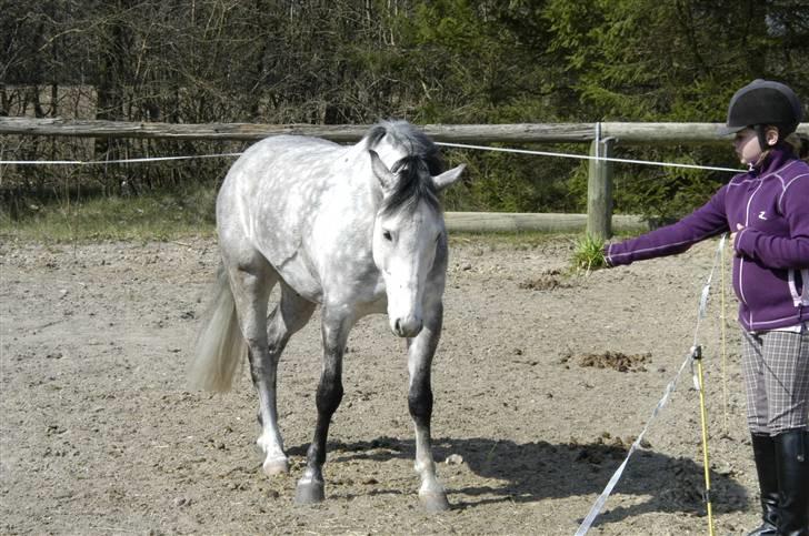 New Forest Firfod Filejs  - her er noget dejligt græs til min lille filejs * billede 11