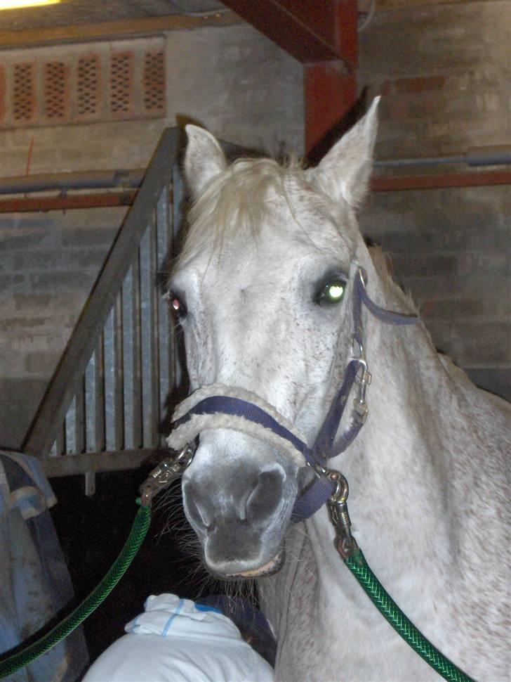 Anden særlig race /Araber Ghenoa (I himlen) - I stalden :) billede 12