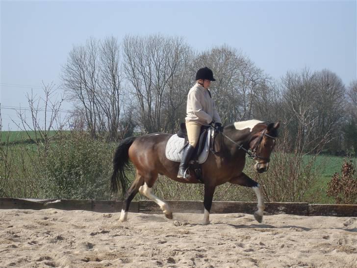 Pinto Thiamo - forår 09 billede 10