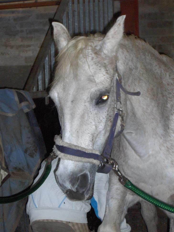 Anden særlig race /Araber Ghenoa (I himlen) - I stalden :) billede 13