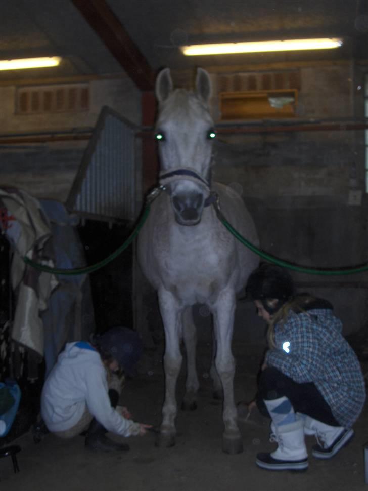 Anden særlig race /Araber Ghenoa (I himlen) - Mig og Emmelie står og hygger med Ghenoa<3 elsker dig min skat R.I.P billede 14