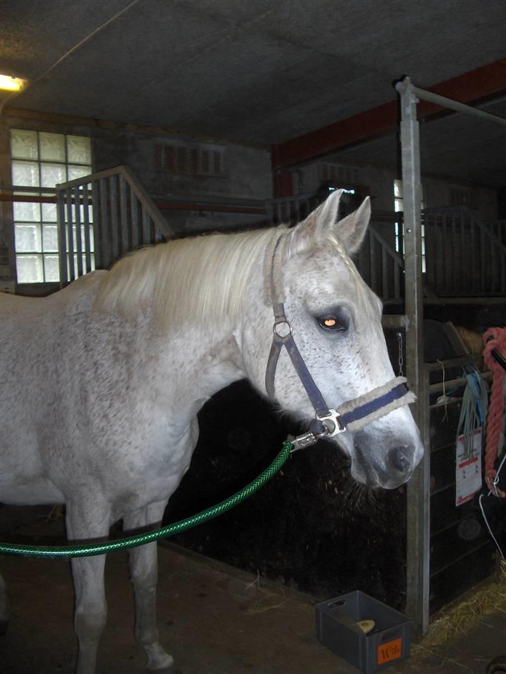 Anden særlig race /Araber Ghenoa (I himlen) - I stalden :) billede 15