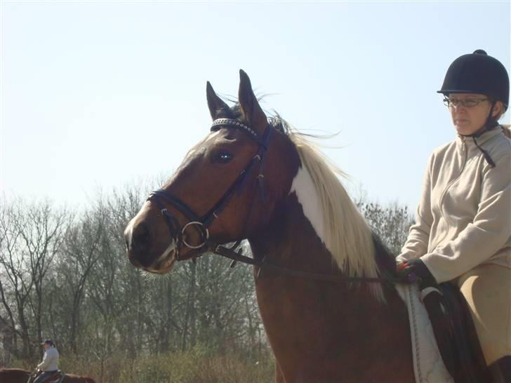 Pinto Thiamo billede 11