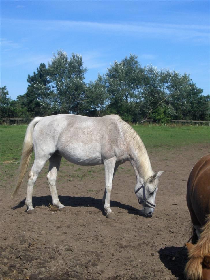 Anden særlig race /Araber Ghenoa (I himlen) - På folden billede 16