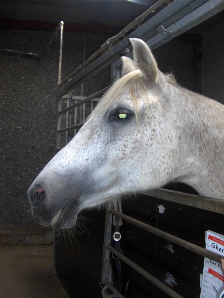 Anden særlig race /Araber Ghenoa (I himlen) billede 17