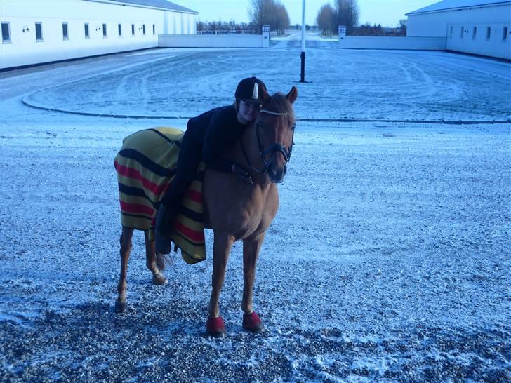 Hollandsk Sportspony Cognac  - Julen 2009 billede 8