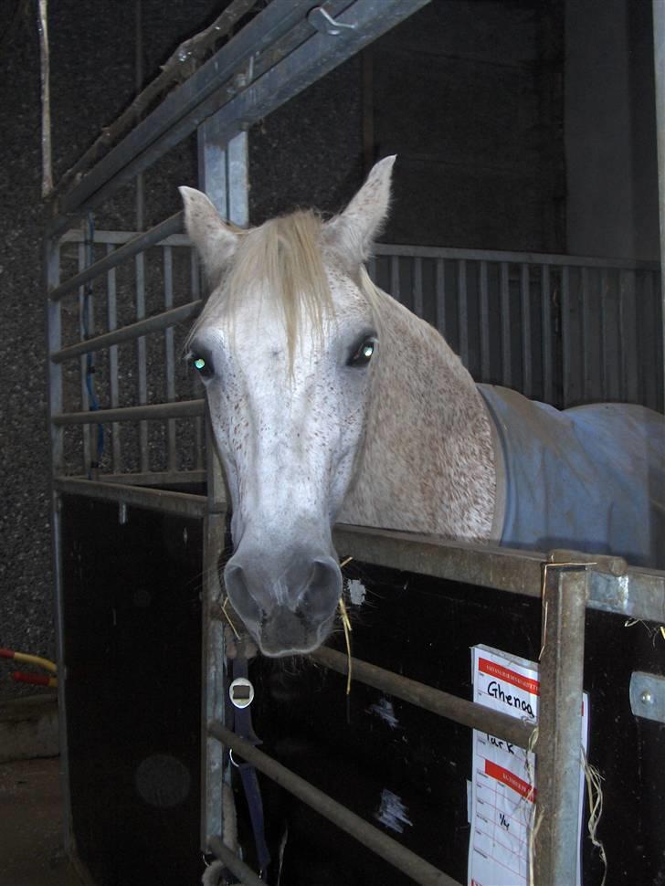 Anden særlig race /Araber Ghenoa (I himlen) billede 18