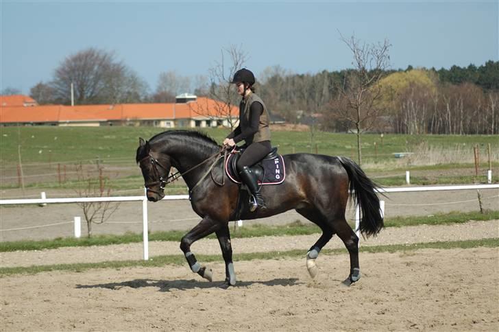Dansk Varmblod Vejlgårds Casco - 10.04.09 billede 15