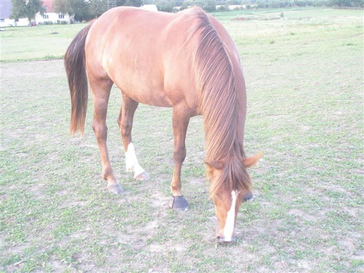 Traver Jamaica - *NYT* D. 6/8-09. Min lille prinsesse.<3 billede 18