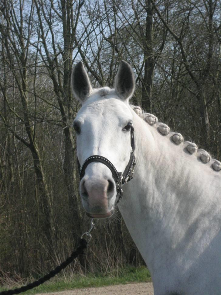 DSP Tovdal's Moonlight SOLGT billede 10