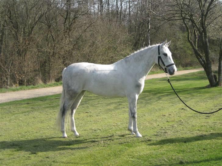 DSP Tovdal's Moonlight SOLGT billede 11
