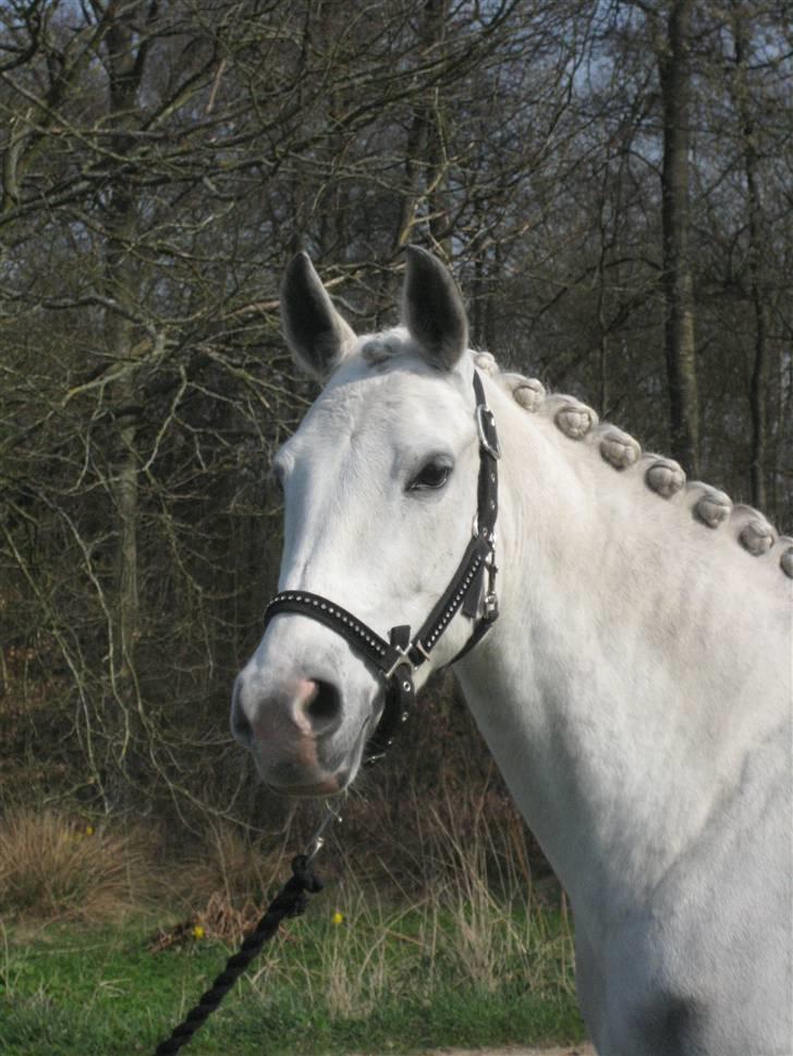 DSP Tovdal's Moonlight SOLGT billede 12