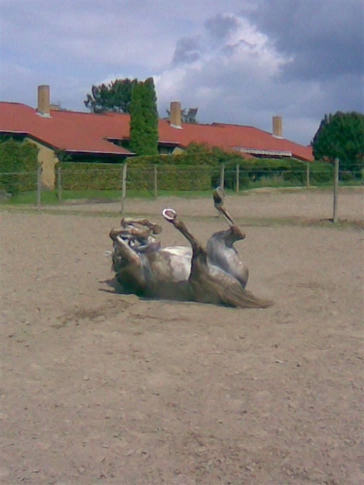 Trakehner Elsket og Savnet - Viktor billede 20
